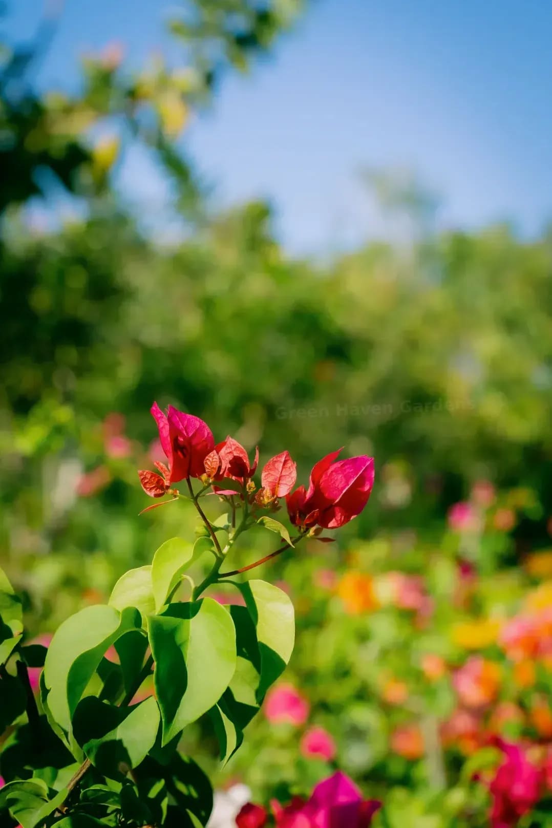 Planting and garden bed design
